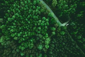 How to Achieve 2030 Targets for Forests – The Road to a Sustainable Future