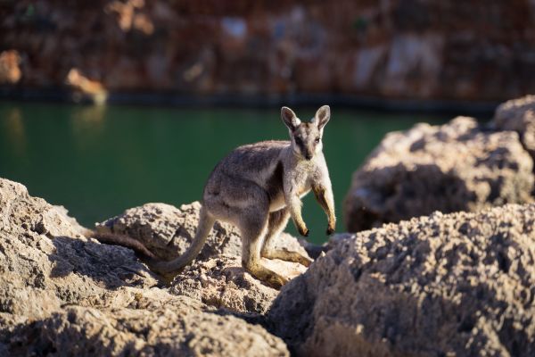 Threatened species show recovery in Australia’s national parks